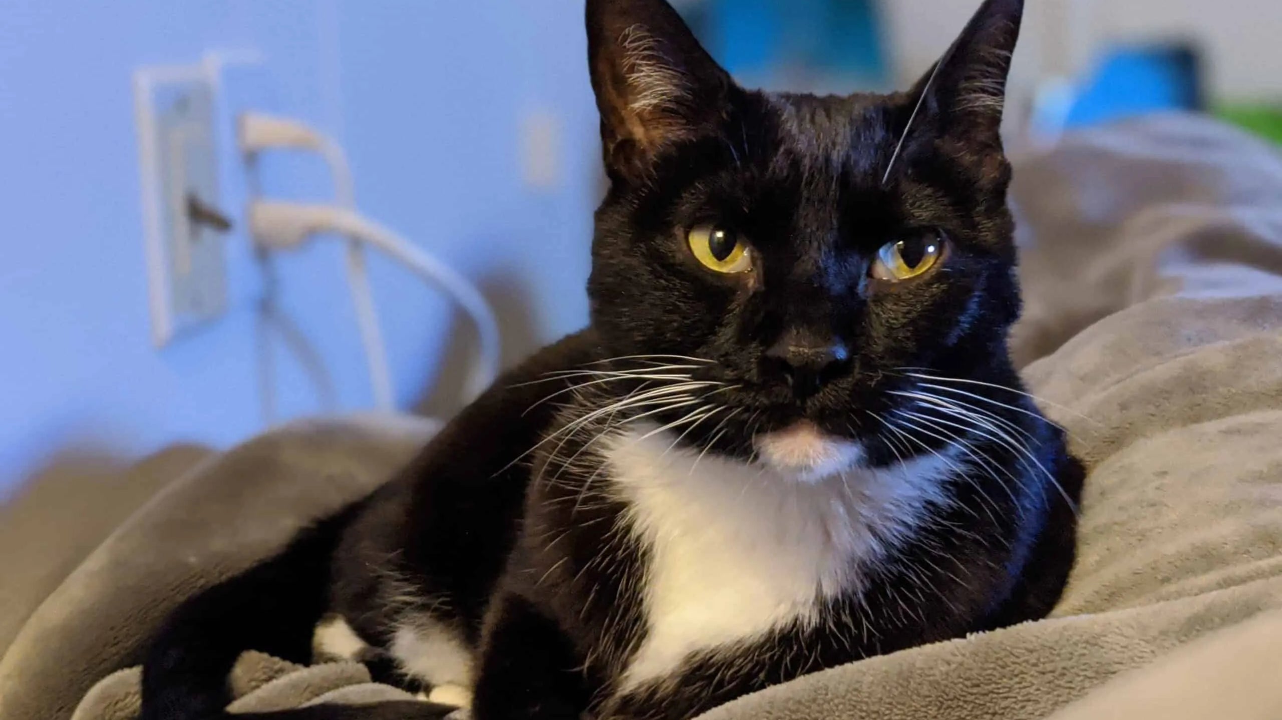 Can Cats Be Autistic? 7 Reasons Why Your Cat Might Have Autism