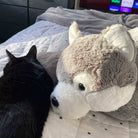 My black cat Dinah resting her head on the husky plushie's paw and sleeping