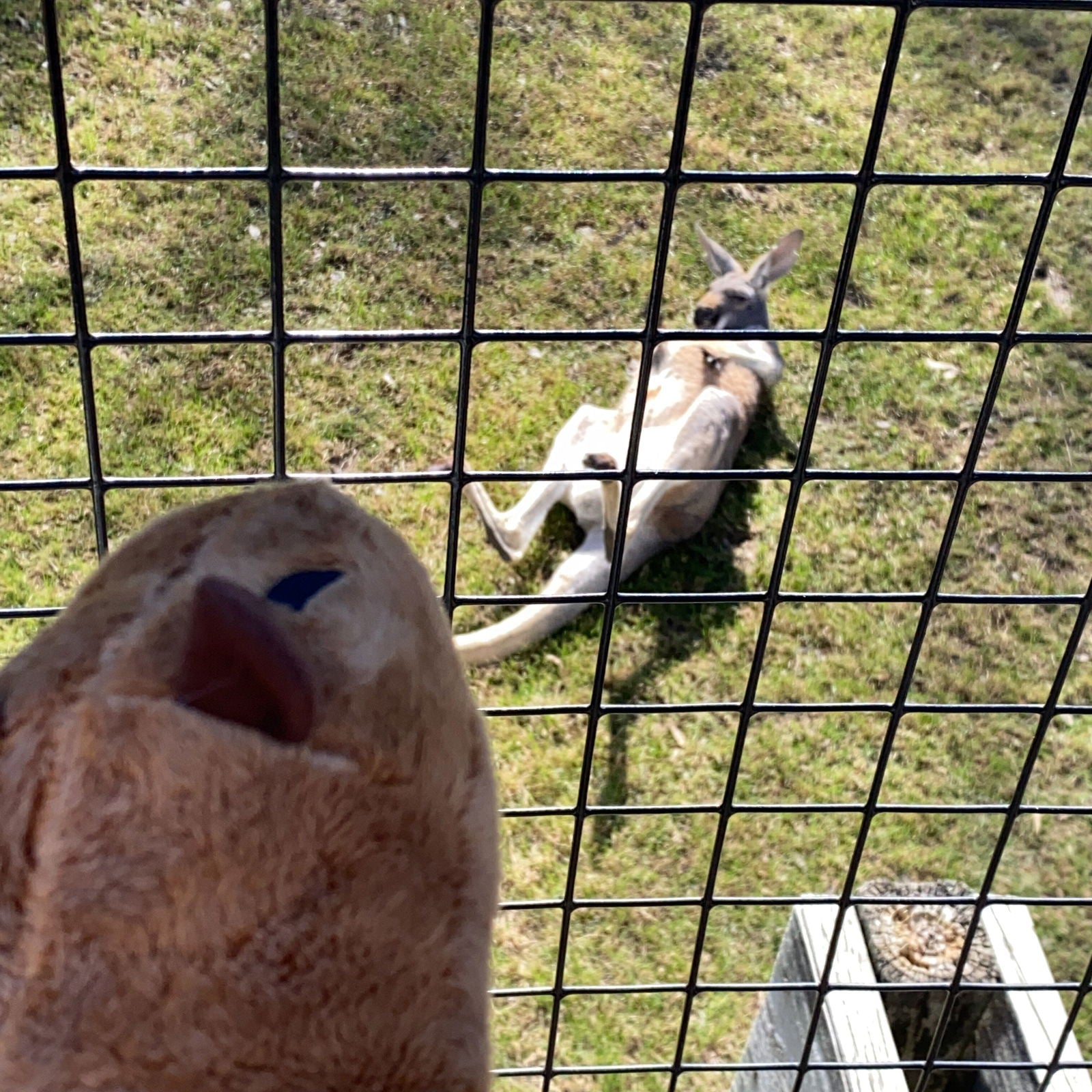 Capybara Plush 